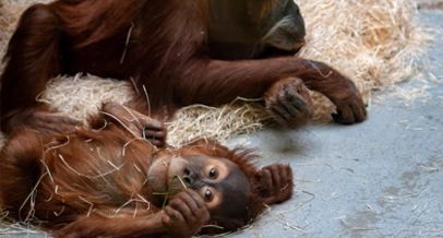 Ein Orang-Utan-Baby liegt auf dem Rücken und schaut etwas verträumt in die Kamera, daneben liegt entspannt ein anderer Orang-Utan